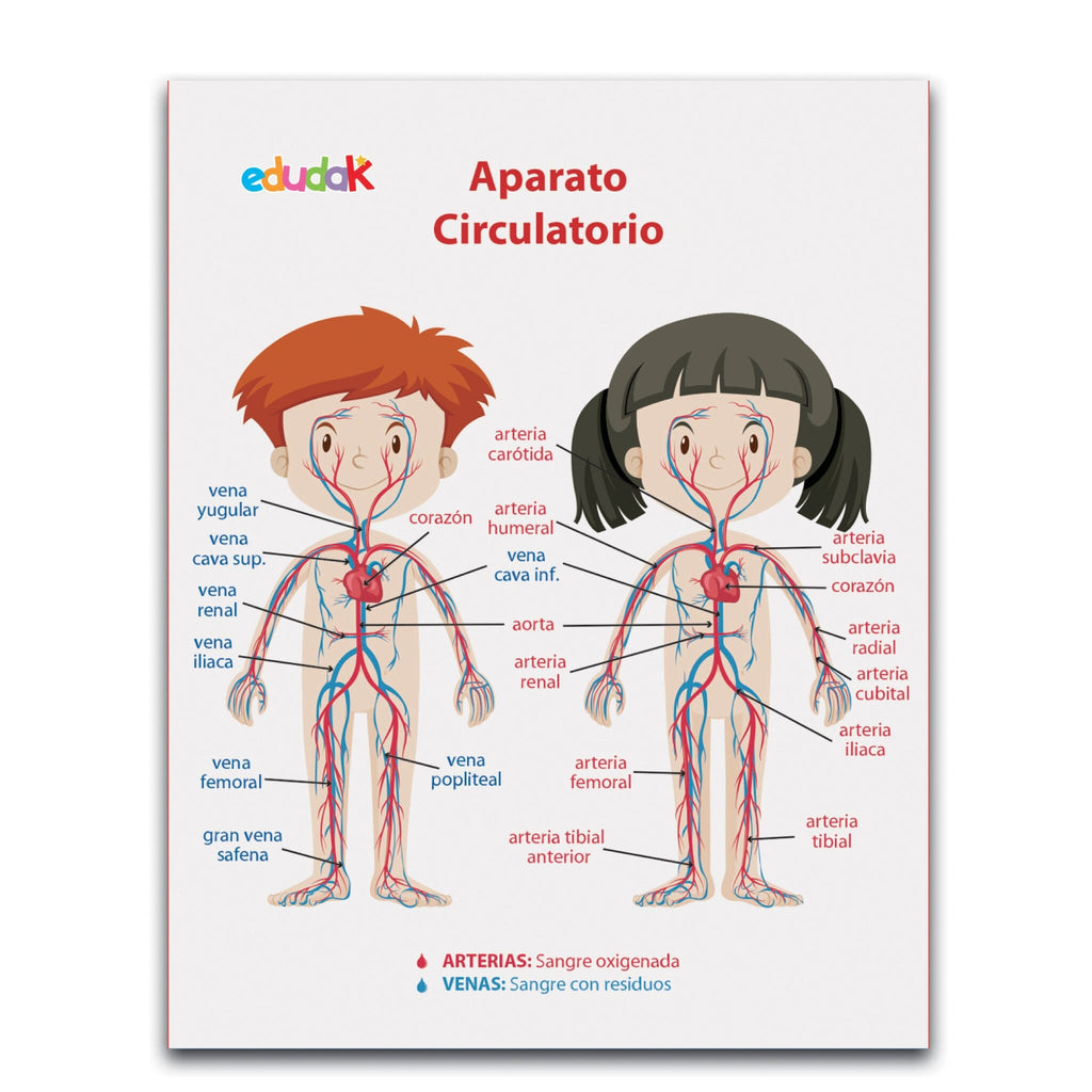 LÁMINA DIDÁCTICA SISTEMA CIRCULATORIO