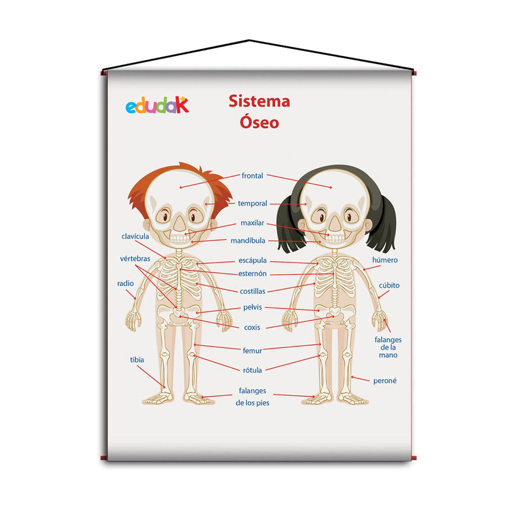 LÁMINA DIDÁCTICA SISTEMA ÓSEO NIÑOS