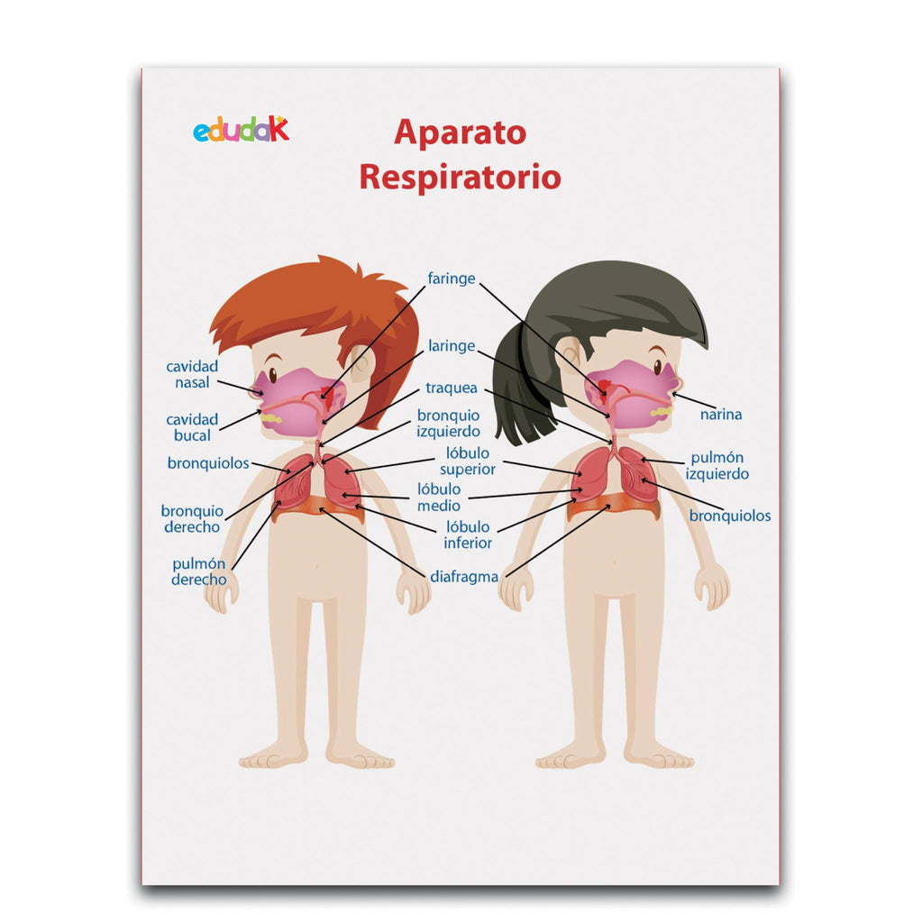 LÁMINA DIDÁCTICA APARATO RESPIRATORIO