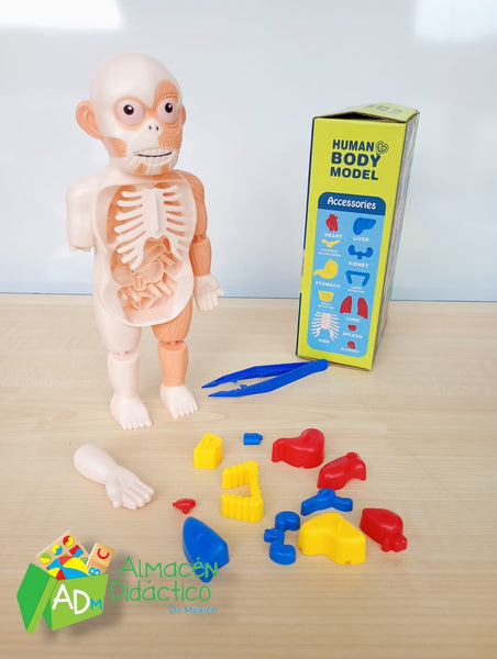 MODELO DE CUERPO HUMANO