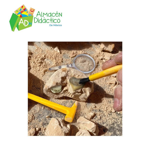 GEOSAFARI FOSSIL