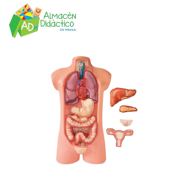 JUEGO DEL TORSO
