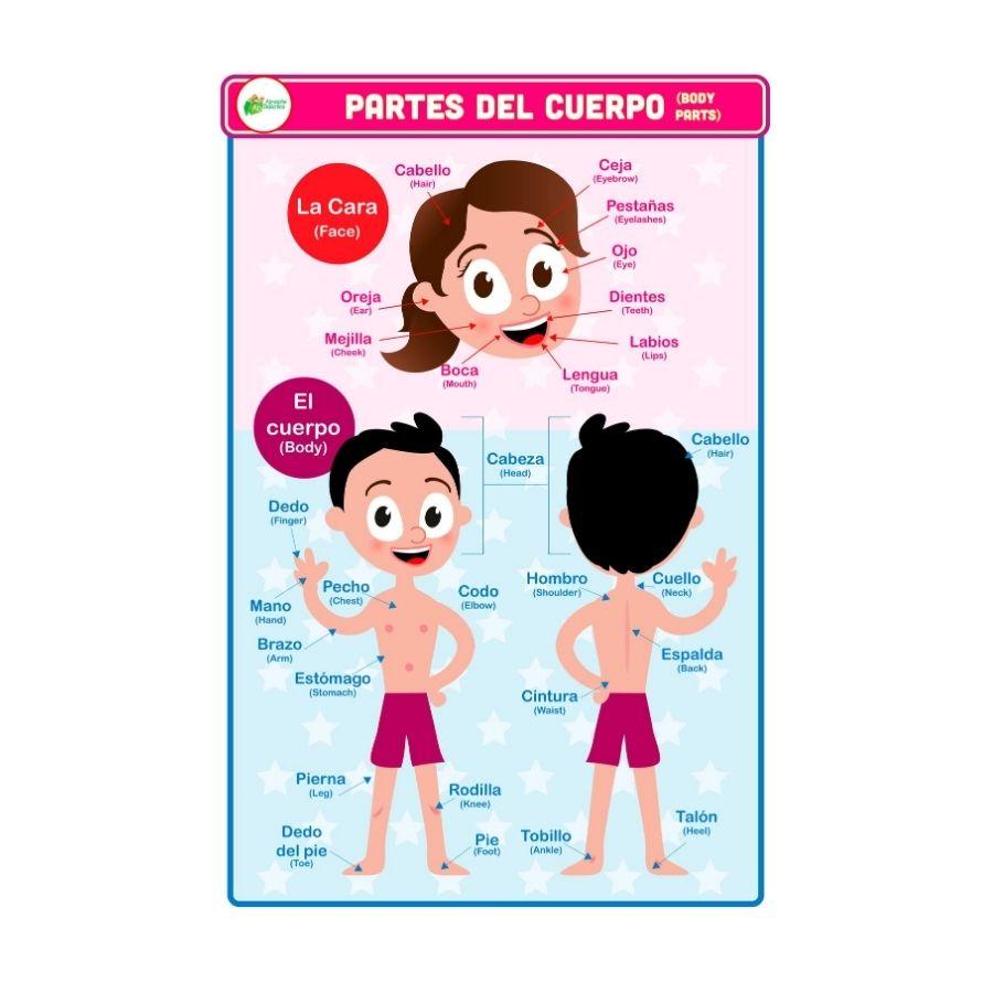 LAMINA DEL CUERPO HUMANO Y LOS 5 SENTIDOS